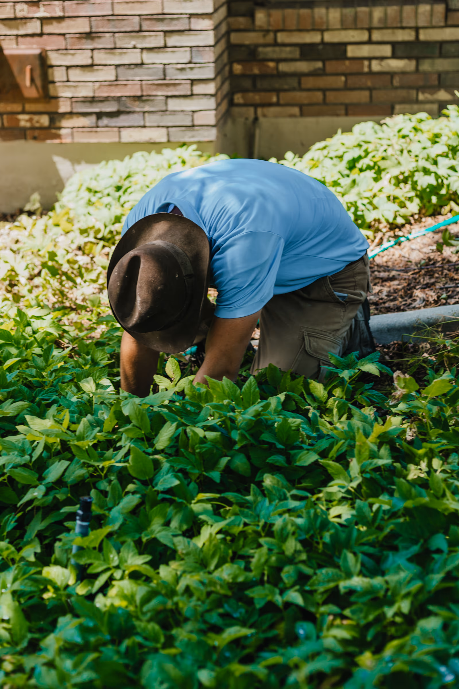 Storm Sprinklers technician repairing irrigation in a leafy garden bed